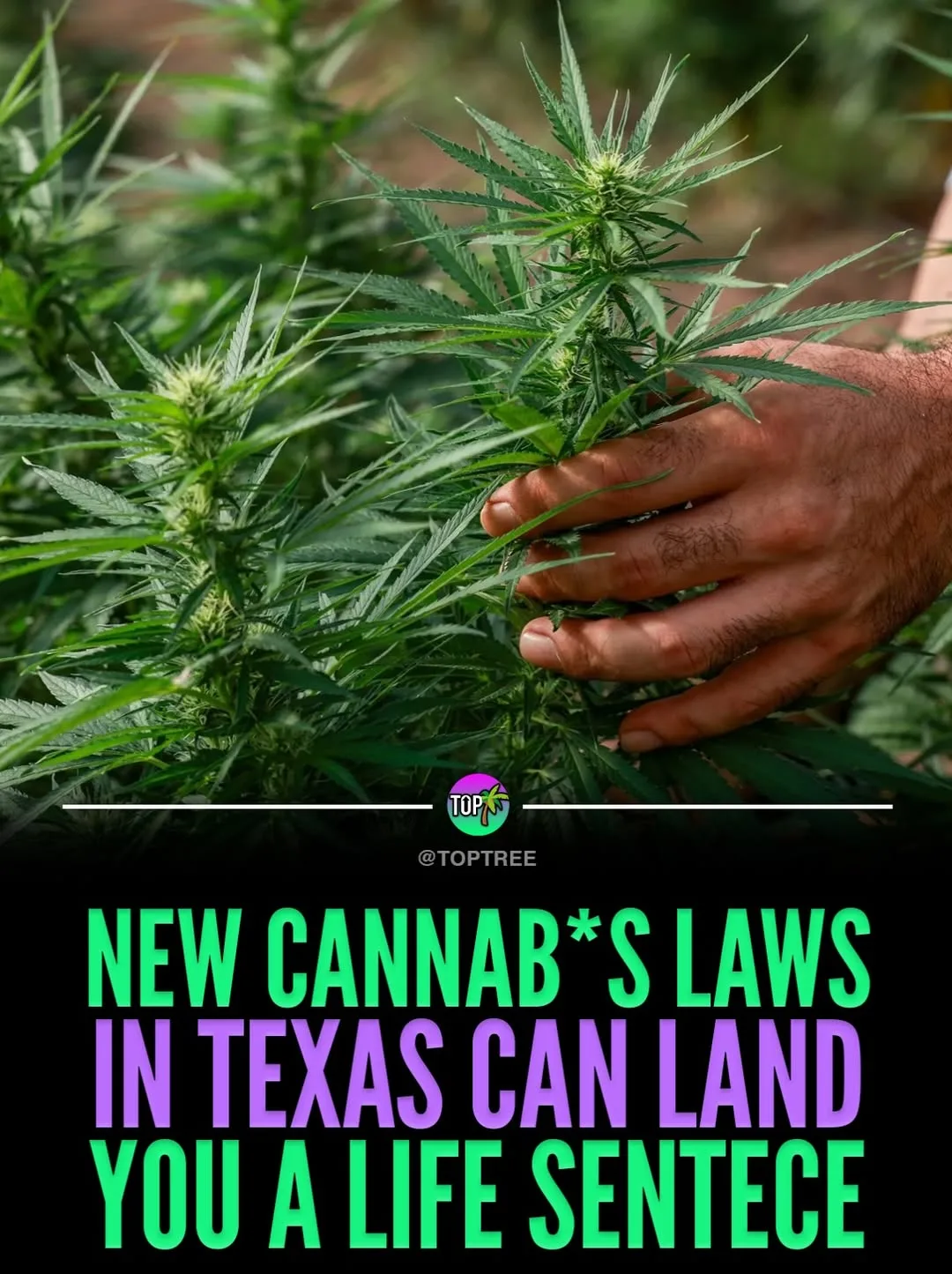 New Cannab*s Laws in Texas can land you a life sentence