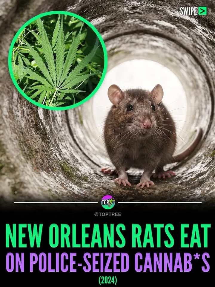 New Orleans Rats eat on Police seized cannab*s