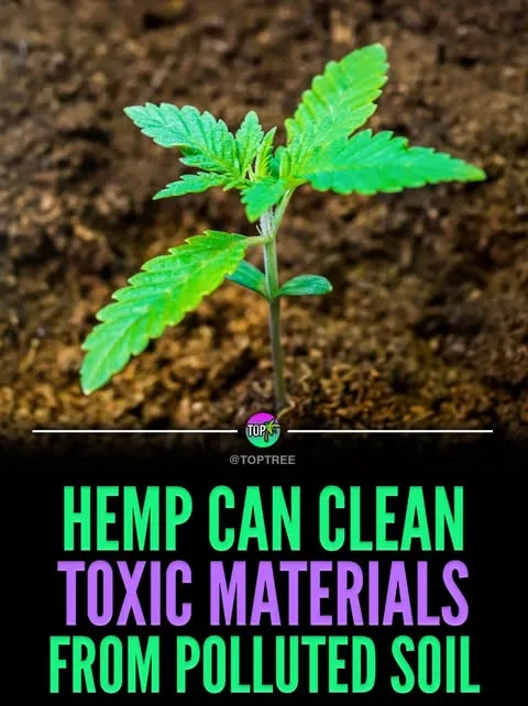 Hemp can clean toxic materials from polluted soil