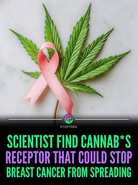 Scientist find cannab*s receptor that could stop breat cancer from spreading