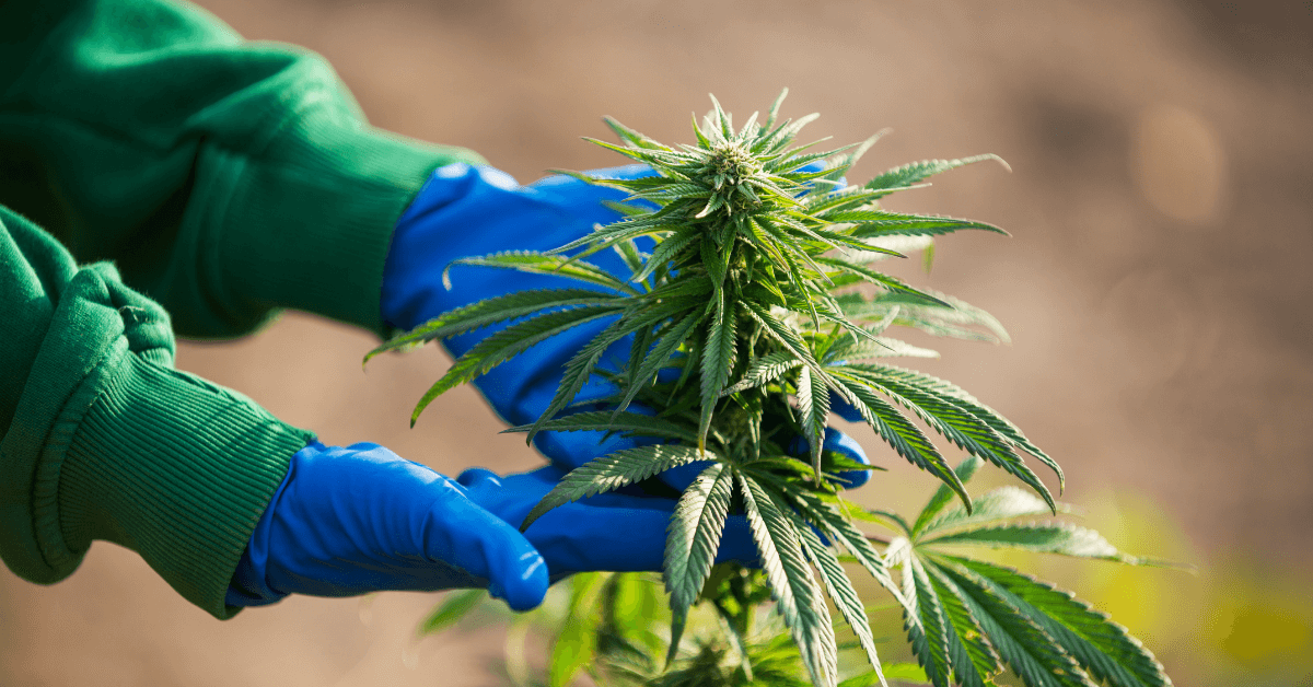 cannabis cultivate