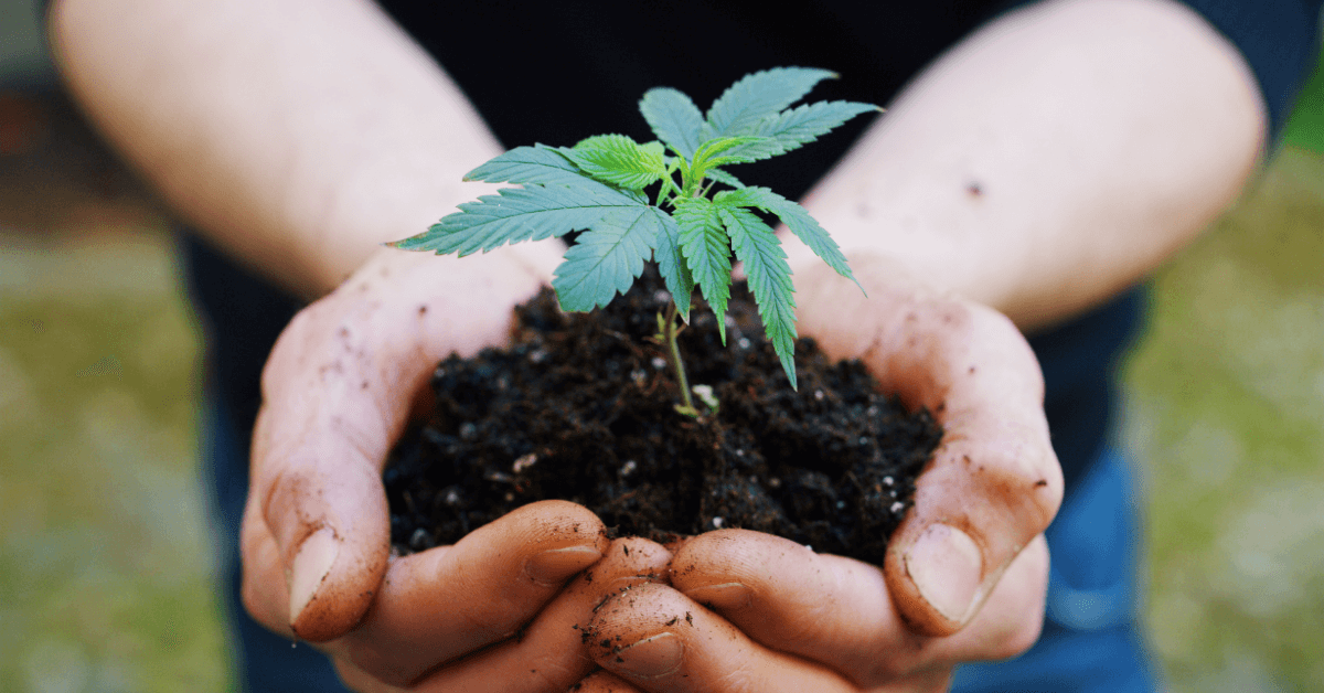 Is Organic Cannabis Worth It?