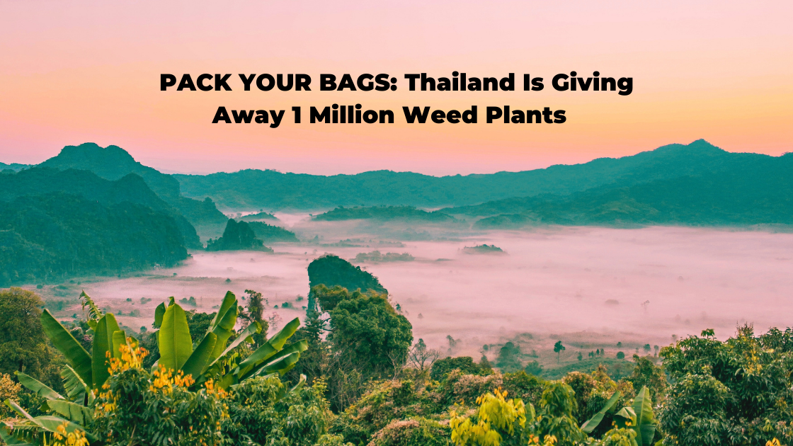 Pack your Bags: Thailand is giving away 1 Million Cannabis Plants